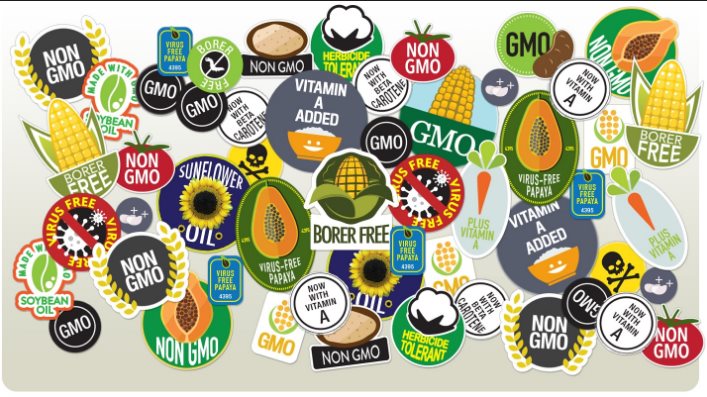 Sinh vật-Thực phẩm biến đổi gen GMO là gì?
